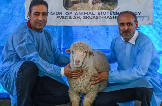 ΠΡΟΒΑΤΟ ΙΝΔΙΑ ΓΕΝΕΤΙΚΗ ΕΠΕΞΕΡΓΑΣΙΑ