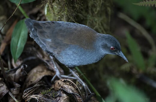«Μετά από 200 χρόνια βλέπουμε ξανά αυτό το είδος»: Τα σπάνια πουλιά που επιστρέφουν στα νησιά Γκαλαπάγκος