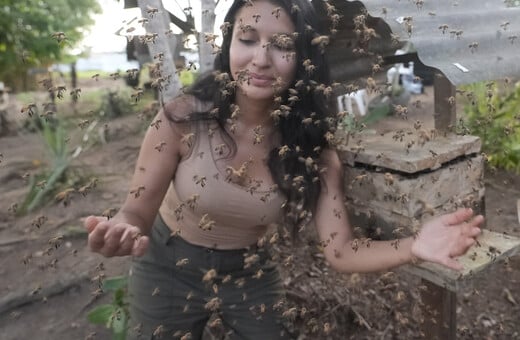 ΑΚΕΝΤΡΕΣ ΜΕΛΙΣΣΕΣ ΤΟΥ ΑΜΑΖΟΝΙΟΥ ΝΟΜΙΚΑ ΔΙΚΑΙΩΜΑΤΑ