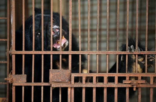 Νότια Κορέα: Τέλος στην εκτροφή αρκούδων για χολή, έπειτα από χρόνια αντιδράσεων