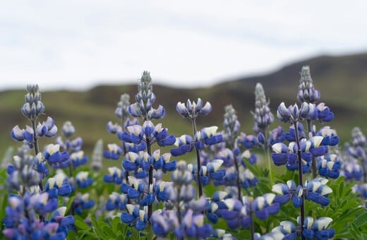 ΙΣΛΑΝΔΙΑ ΛΟΥΠΙΝΟ ΒΙΟΠΟΙΚΙΛΟΤΗΤΑ