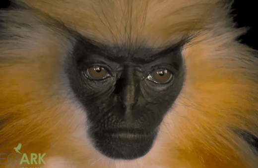 ΣΠΑΝΙΟ ΕΙΔΟΣ ΜΑΙΜΟΥ 