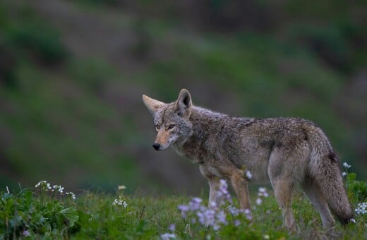 ΚΟΓΙΟΤ ΕΡΕΥΝΑ ΠΕΝΘΟΣ ΣΥΝΤΡΟΦΟΣ