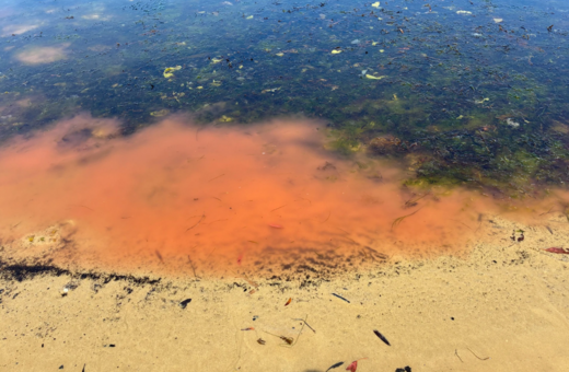 Ροζ γλίτσα σε παραλία της Τασμανίας προκαλεί ανησυχία 