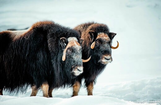ΛΥΚΟΙ ΒΟΔΙΑ ΕΠΙΘΕΣΗ