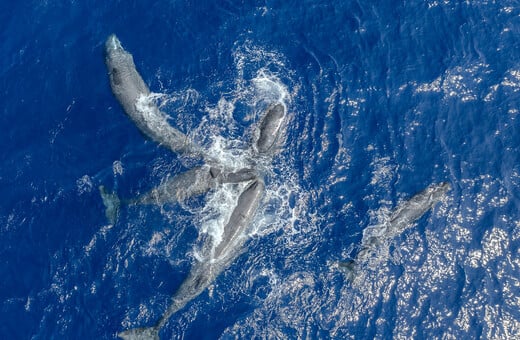 30x30: Μια παγκόσμια πρωτοβουλία που προστατεύει τις ελληνικές θάλασσες 