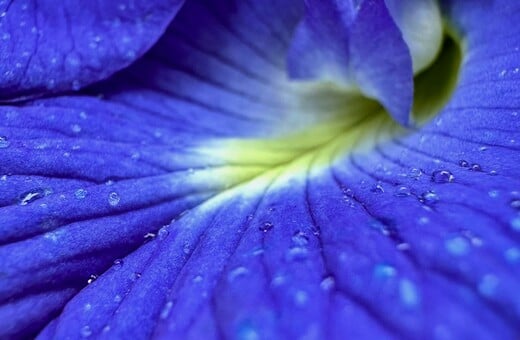 ΣΚ - Πώς ένα μπλε λουλούδι αλλάζει το μέλλον των αγροτών στην Ινδία