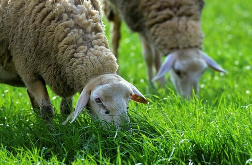 ΠΙΕΡΙΑ ΑΥΤΟΚΤΟΝΙΑ ΕΥΛΟΓΙΑ ΑΙΓΟΠΡΟΒΑΤΩΝ