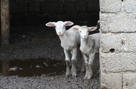 Πιερία: «Από την ημέρα που τα σφαγιάσανε έγινε άλλος άνθρωπος» λένε συγγενείς του κτηνοτρόφου που κρεμάστηκε
