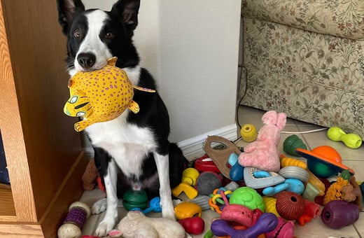 ΣΚΥΛΟΙ ΜΕΛΕΤΗ ΛΕΞΕΙΣ 