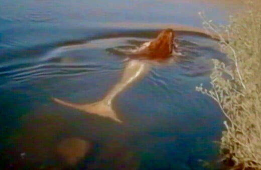 Καλοκαίρια στην Κορσική παρέα με μυθικά πλάσματα