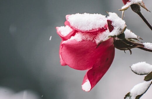 ΚΑΙΡΟΣ ΜΑΡΟΥΣΑΚΗΣ ΧΙΟΝΙΑ