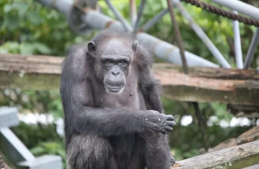 ΧΙΜΠΑΤΖΗΣ ΙΑΠΩΝΙΑ ΠΕΘΑΝΕ ΖΩΓΡΑΦΙΚΗ