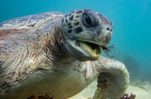 ΚΥΠΡΟΣ ΘΑΛΑΣΣΙΑ ΧΕΛΩΝΑ