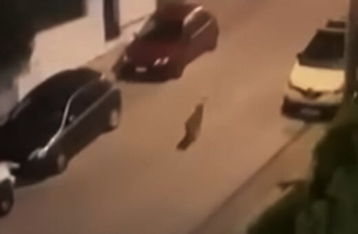 Χαϊδάρι: Η στιγμή που λύκος περιπλανιέται σε δρόμο της περιοχής 