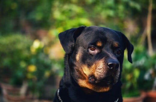 ΜΕΛΕΤΗ ΣΚΥΛΟΤΡΟΦΗ