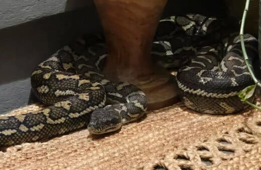 ΦΙΔΙ ΑΥΣΤΡΑΛΙΑ ΠΥΘΩΝΑΣ