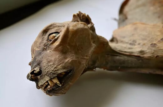 ΤΣΙΤΑΧ ΜΟΥΜΟΠΟΙΗΜΕΝΟ ΣΑΟΥΔΙΚΗ ΑΡΑΒΙΑ