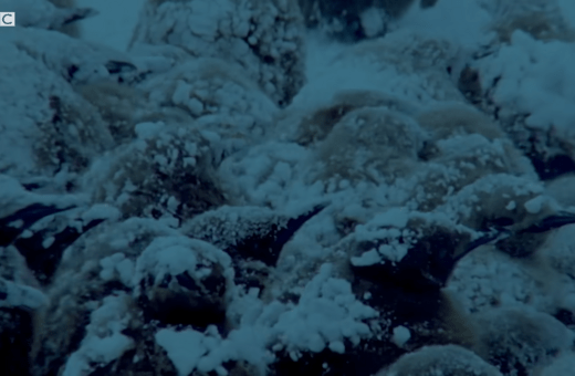 ΠΙΓΚΟΥΙΝΟΙ ΑΥΓΑ