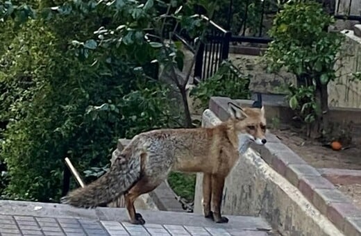 ΠΑΓΚΡΑΤΙ ΑΛΕΠΟΥ
