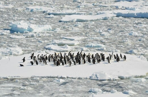 Οι πιγκουίνοι της Ανταρκτικής έχουν μετατοπίσει την περίοδο αναπαραγωγής τους εξαιτίας της κλιματικής αλλαγής 