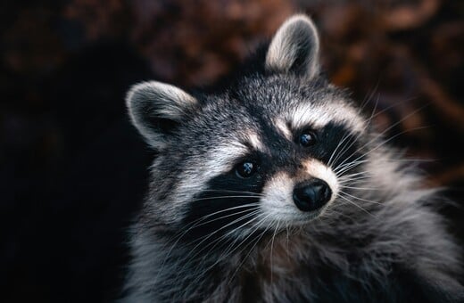 ΡΑΚΟΥΝ ΑΝΘΡΩΠΟΣ ΕΓΚΕΦΑΛΟΣ