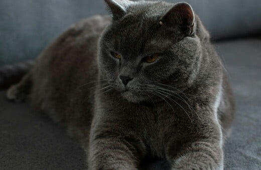 Η καθιστική ζωή μπορεί να έχει οφέλη για τον εγκέφαλο