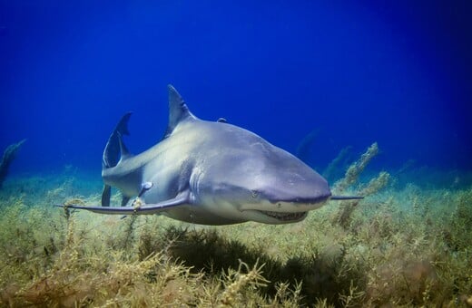 ΑΥΣΤΡΑΛΙΑ ΚΑΡΧΑΡΙΑΣ ΕΠΙΘΕΣΕΙΣ