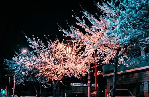 Φέτος θα μπορούσε να είναι μια απροσδόκητα οικονομική περίοδος για να δει κανείς τις ανθισμένες κερασιές της Ιαπωνίας