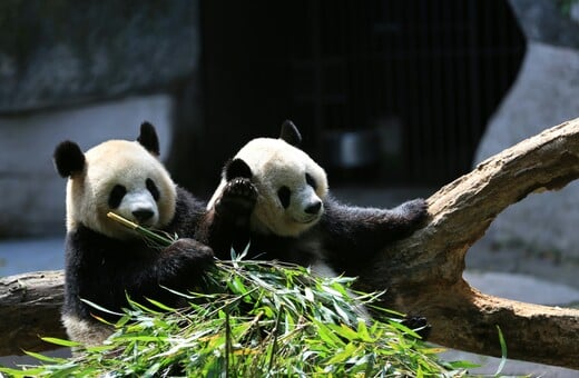 Αναχωρούν για την Κίνα τα τελευταία δύο πάντα της Ιαπωνίας εν μέσω επιδείνωσης των διμερών σχέσεων