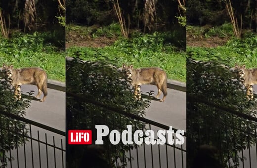 Λύκε, λύκε, είσαι εδώ; Όταν η άγρια ζωή φτάνει στην αυλή μας