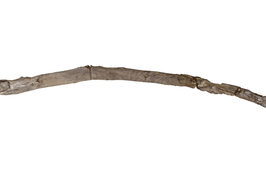 Σπουδαία ανακάλυψη στη Μεγαλόπολη: Εντοπίστηκαν ίσως τα αρχαιότερα ξύλινα εργαλεία του κόσμου