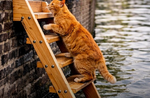 Το Άμστερνταμ τοποθετεί ειδικές σκάλες για να σκαρφαλώνουν οι γάτες που πέφτουν στα κανάλια του