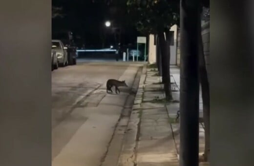 ΑΛΕΠΟΥ ΠΡΟΕΔΡΙΚΟ ΜΕΓΑΡΟ