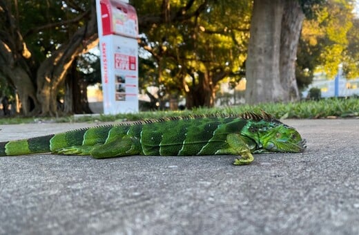 ΗΠΑ ΚΑΚΟΚΑΙΡΙΑ ΙΓΚΟΥΑΝΑ ΚΡΥΟ ΔΕΝΤΡΑ