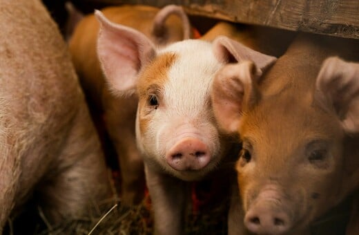 ΔΕΡΜΑ ΕΠΙΔΕΡΜΙΔΑ ΓΟΥΡΟΥΝΙΑ ΕΡΕΥΝΑ