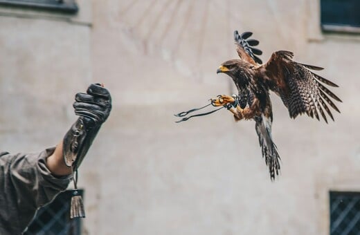 Οι γυναίκες του Μεσαίωνα χρησιμοποιούσαν την εκτροφή γερακιών για να ανατρέψουν τα έμφυλα στερεότυπα