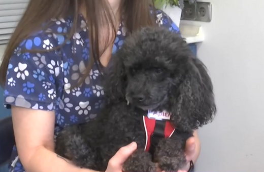 Σκύλος σε ρόλο βοηθού οδοντίατρου στη Θεσσαλονίκη: Η θεραπευτική υποστήριξη ασθενών με τη βοήθεια ζώων