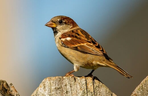 ΕΡΕΥΝΑ ΠΤΗΝΑ ΗΧΟΡΥΠΑΝΣΗ ΣΠΟΥΡΓΙΤΙ