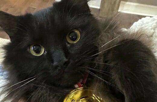 ΧΕΙΜΕΡΙΝΟΙ ΟΛΥΜΠΙΑΚΟΙ ΑΓΩΝΕΣ ΓΑΤΑ ΙΛΙΑ ΜΑΛΙΝΙΝ