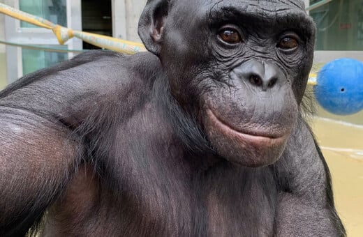 ΜΠΟΝΟΜΠΟ ΜΕΛΕΤΗ 