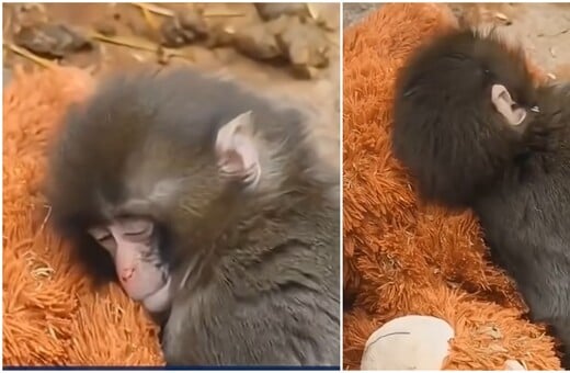 Ιαπωνία: Viral μαϊμουδάκι που εγκαταλείφθηκε από τη μαμά του και βρήκε παρηγοριά σε λούτρινο αρκουδάκι