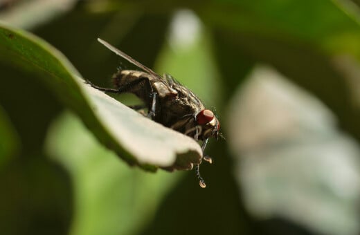 Οι επιστήμονες προειδοποιούν - Η εξαιρετικά επώδυνη τροπική νόσος chikungunya απειλεί πλέον την Ευρώπη