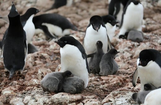 ΠΙΓΚΟΥΙΝΟΙ ΑΝΤΑΡΚΤΙΚΗ ΓΡΙΠΤΗ ΤΩΝ ΠΤΗΝΩΝ