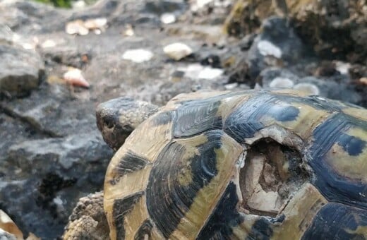 ΧΕΛΩΝΑ ΜΕΓΑΛΗ ΠΡΕΣΠΑ ΑΡΣΕΝΙΚΑ