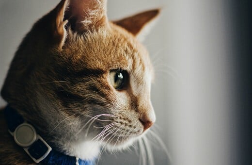 ΚΑΡΚΙΝΟΣ ΓΑΤΑ ΚΑΡΚΙΝΟΣ ΜΑΣΤΟΥ