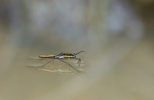 ΙΟΣ CHIKUNGUNYA ΕΠΙΠΛΟΚΕΣ ΜΑΤΙΝΑ ΠΑΓΩΝΗ