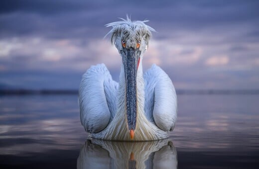 ΑΡΓΥΡΟΠΕΛΕΚΑΝΟΣ ΚΕΡΚΙΝΗ NATIONAL GEOGRAPHIC