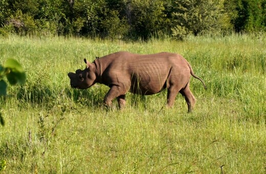 ΡΙΝΟΚΕΡΟΣ ΗΠΑ ΑΦΡΙΚΗ ΚΟΛΛΥΡΙΟ