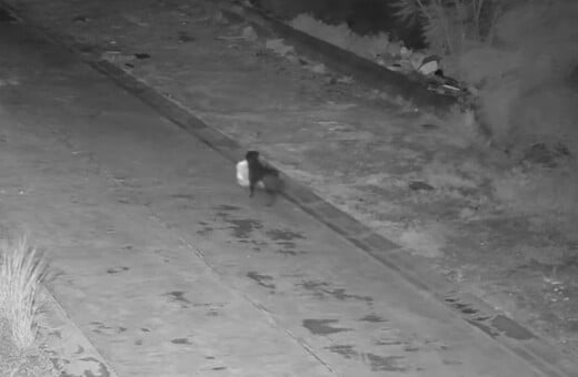 ΣΚΥΛΙ ΣΙΚΕΛΙΑ ΣΚΟΥΠΙΔΙΑ ΙΔΙΟΚΤΗΤΗΣ